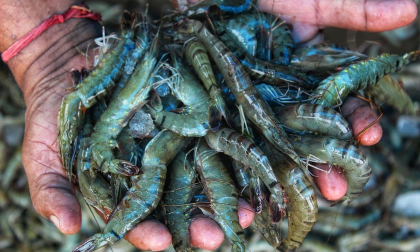 WTW unveils Asia's first four-peril parametric solution for aquaculture