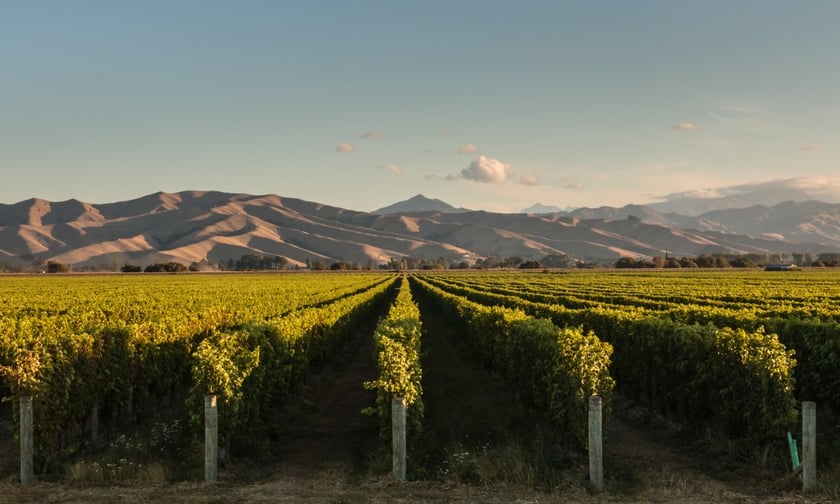 Allianz sees damages worth tens of millions for German vineyards